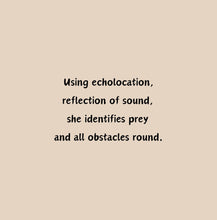 Load image into Gallery viewer, ‘Echoes in the Night, A Brown Bat’s Adventure' Children's Paperback Book