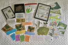 Load image into Gallery viewer, Woodland Wonders