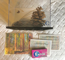 Load image into Gallery viewer, Woodland Wonders