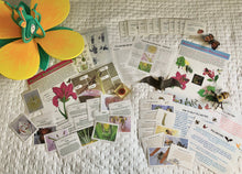 Load image into Gallery viewer, Woodland Wonders