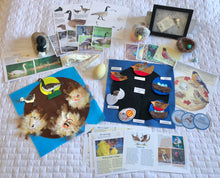 Load image into Gallery viewer, Life Cycles