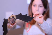 Load image into Gallery viewer, Adaptations