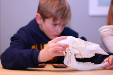 Load image into Gallery viewer, Adaptations