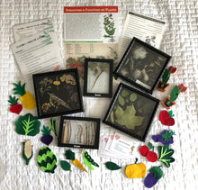 Load image into Gallery viewer, Station: Plant Parts