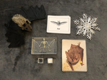 Load image into Gallery viewer, Adaptations