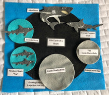 Load image into Gallery viewer, Life Cycles