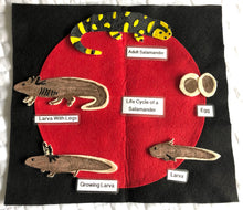 Load image into Gallery viewer, Life Cycles