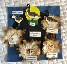 Load image into Gallery viewer, Life Cycles