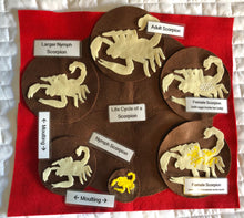 Load image into Gallery viewer, Life Cycles