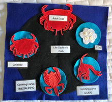 Load image into Gallery viewer, Life Cycles