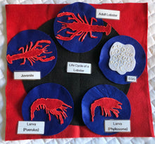 Load image into Gallery viewer, Life Cycles