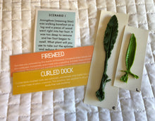 Load image into Gallery viewer, Station: Plants and People