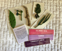 Load image into Gallery viewer, Station: Plants and People