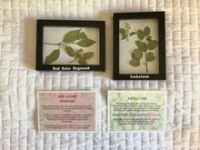 Load image into Gallery viewer, Station: Plants and People