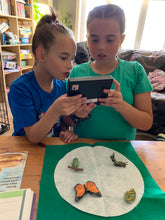 Load image into Gallery viewer, Life Cycles