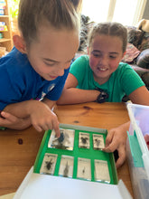 Load image into Gallery viewer, Life Cycles