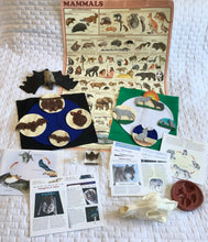 Load image into Gallery viewer, Life Cycles