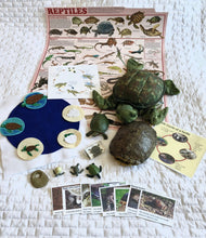 Load image into Gallery viewer, Life Cycles