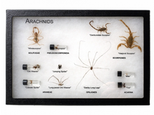 Load image into Gallery viewer, Life Cycles