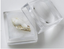 Load image into Gallery viewer, Life Cycles