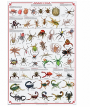 Load image into Gallery viewer, Life Cycles