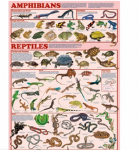 Load image into Gallery viewer, Life Cycles