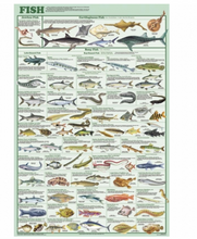 Load image into Gallery viewer, Life Cycles