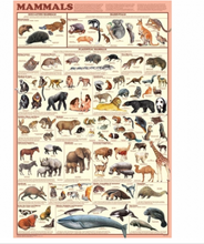 Load image into Gallery viewer, Life Cycles