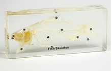 Load image into Gallery viewer, Life Cycles