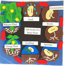 Load image into Gallery viewer, Life Cycles