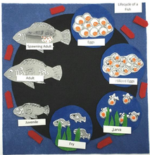 Load image into Gallery viewer, Life Cycles