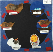 Load image into Gallery viewer, Life Cycles