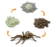 Load image into Gallery viewer, Life Cycles