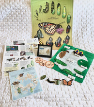 Load image into Gallery viewer, Life Cycles